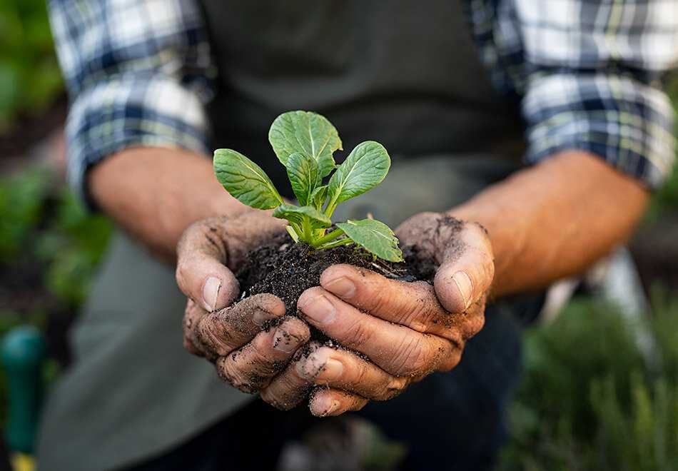 A man holding a small plant with soil with his two dirty hands